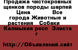 Продажа чистокровных щенков породы шарпей › Цена ­ 8 000 - Все города Животные и растения » Собаки   . Калмыкия респ.,Элиста г.